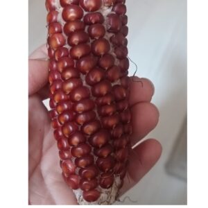 Kırmızı Mısır Tohumu 25ad