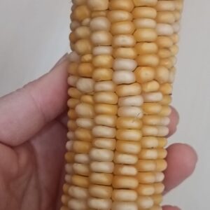 Alacalı Yerli Mısır Tohumu 25