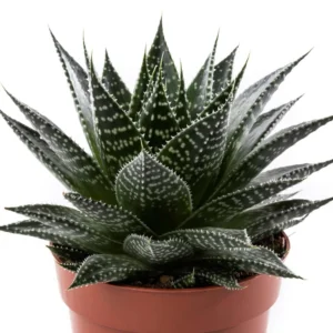 Sığır Dili Sukulent (Gasteria) 10,5 cm Saksıda