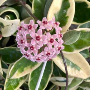 HOYA CARNOSA MUM ÇİÇEĞİ FİDESİ PEMBE 15-20 CM