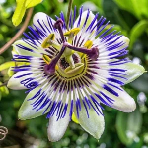 Pasiflora Mor çarkıfelek tohumu 25 adet