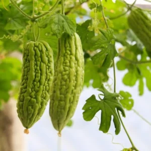 Acı Kavun Tohumu 25 Adet