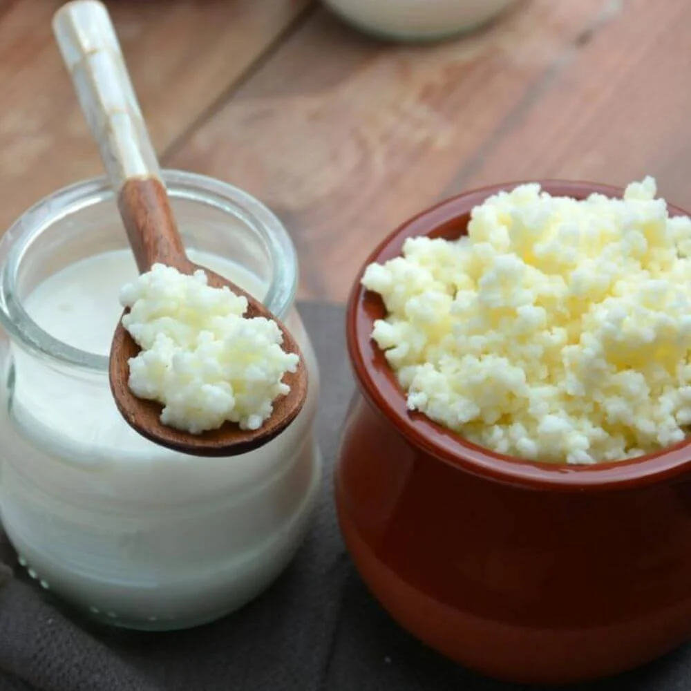 Canlı Kefir mayası 10gr