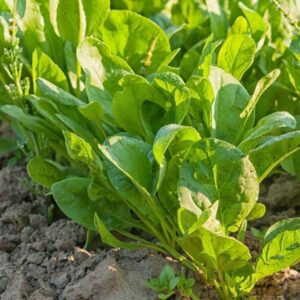 Kuzu Kulağı Tohumu 5 gr Ata Tohumu