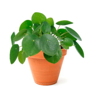 Pilea para çiçeği saksıda