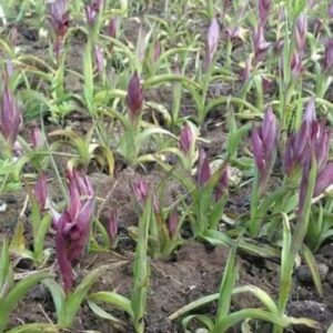 Salep fidesi 100 Adet