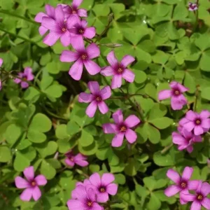 Süs Yoncası (UYKU ÇİÇEĞİ) Soğanı Pembe Renkli (5 ADET)