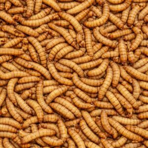 UN KURDU CANLI YEM 100gr