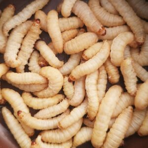 UN KURDU CANLI YEM 200gr